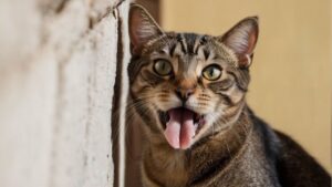 Why Is My Cat Licking the Wall